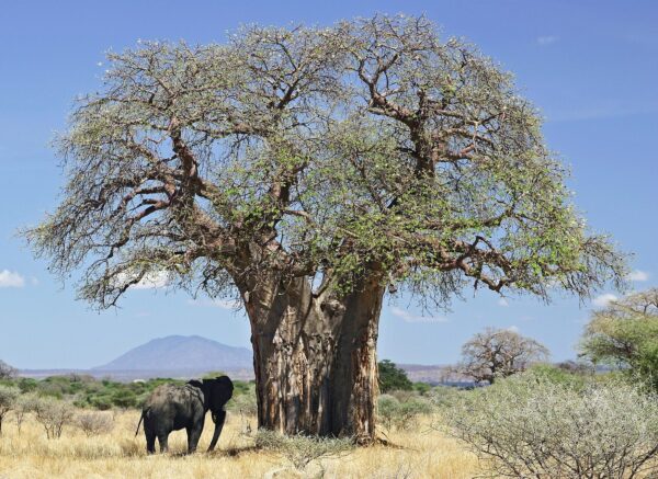 Baobab tree with an elephant